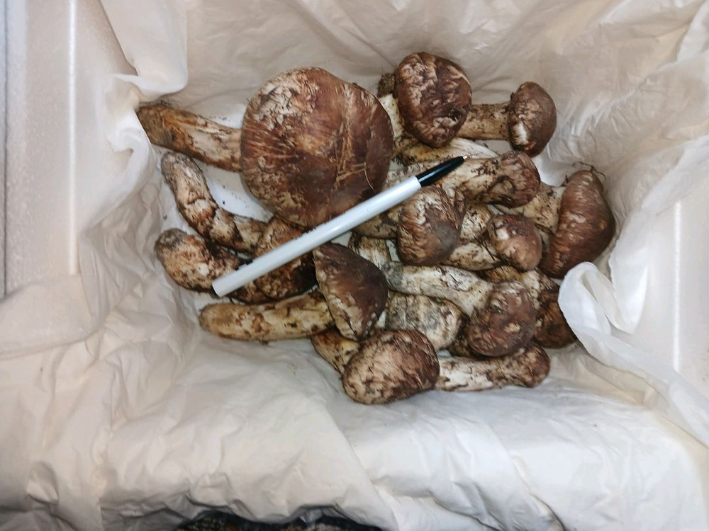 자연산 송이버섯 이미지