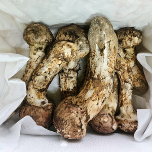 자연산 송이버섯 이미지