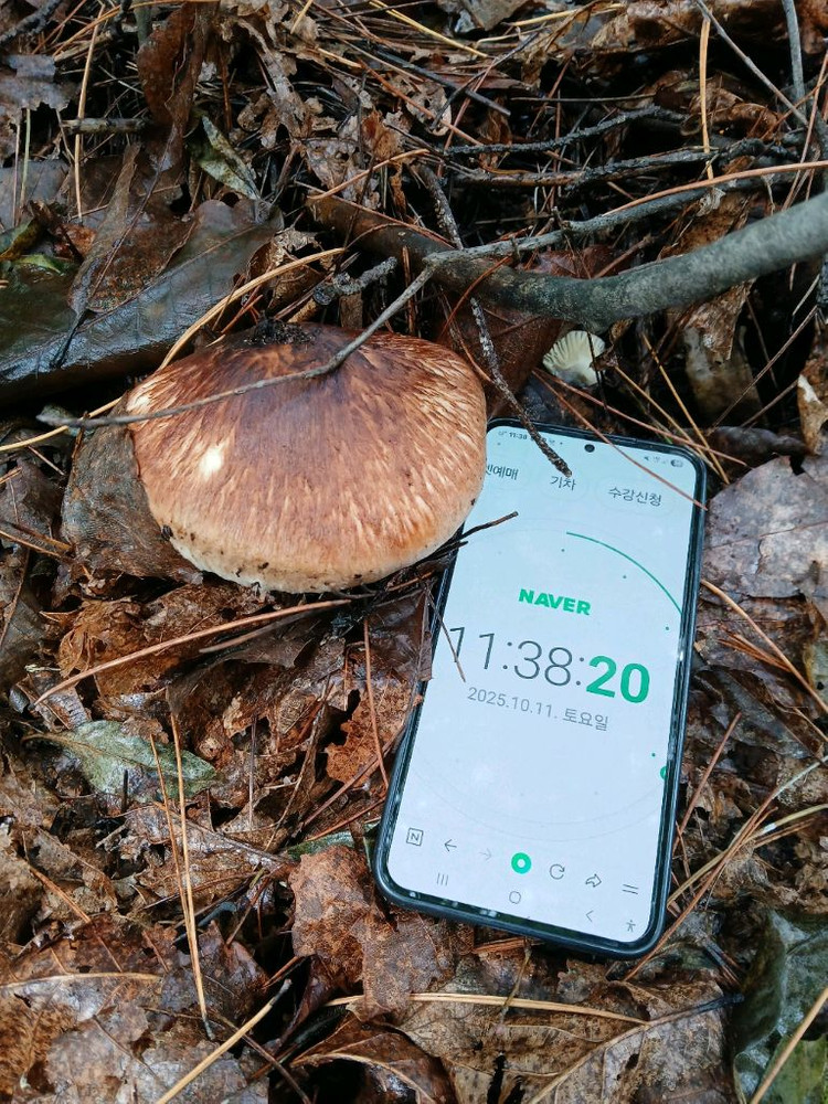 자연산 송이버섯 이미지