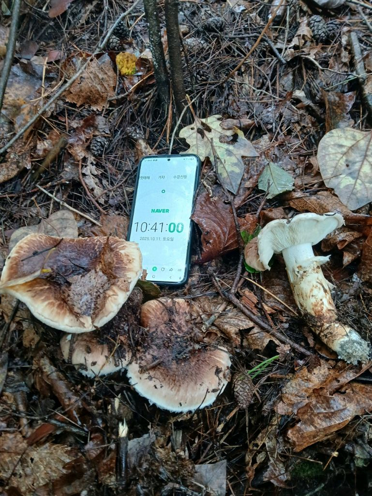 자연산 송이버섯 이미지