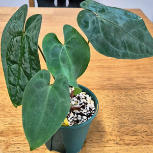 (가격내림)안스리움 레드베인다크피닉스x파필퍼플