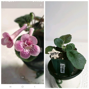 문릿댄서 ㅡ 미니신닌기아