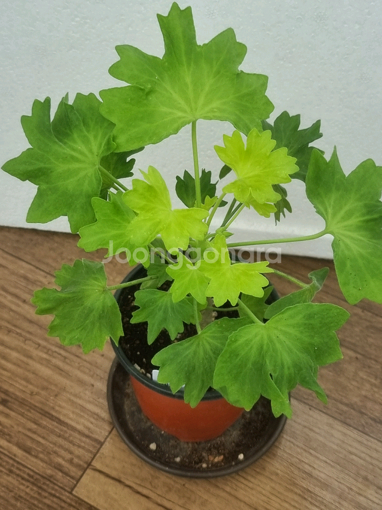 엔젤멜로디 제라늄--1