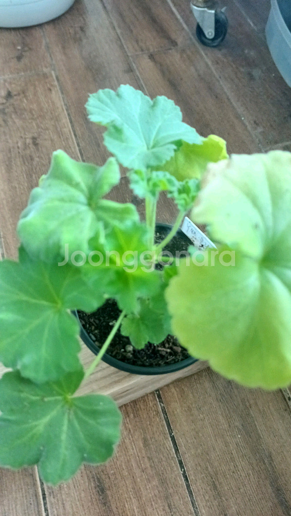 yuz클라우디아 제라늄--3