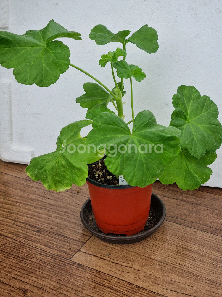 둥글델라로사 제라늄--0