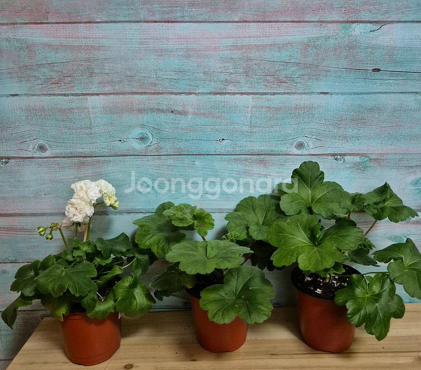 아이굴, ug가을의 키스, 물병자리별 러시아제라늄--0