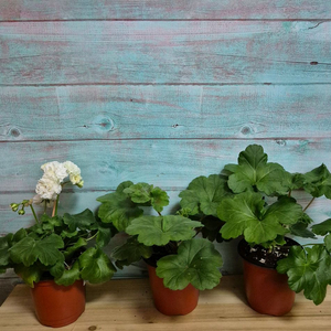 아이굴, ug가을의 키스, 물병자리별 러시아제라늄