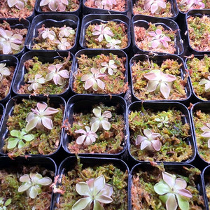 벌레잡이제비꽃 로쎄이