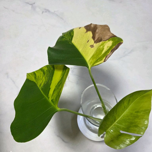 옐로우몬스테라1번