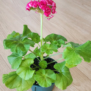 제라늄