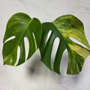 옐로우몬스테라2번