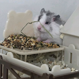 로스트아크 로아 Ss급 닉네임 판매합니다