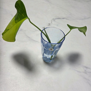 옐로우 몬스테라3번