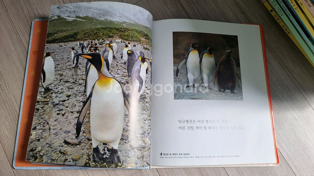 아람 자연이랑 자연관찰 + 재미주 전집--6