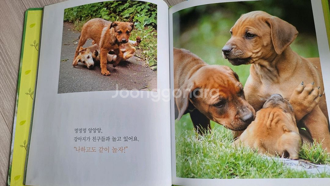 아람 자연이랑 자연관찰 + 재미주 전집--7