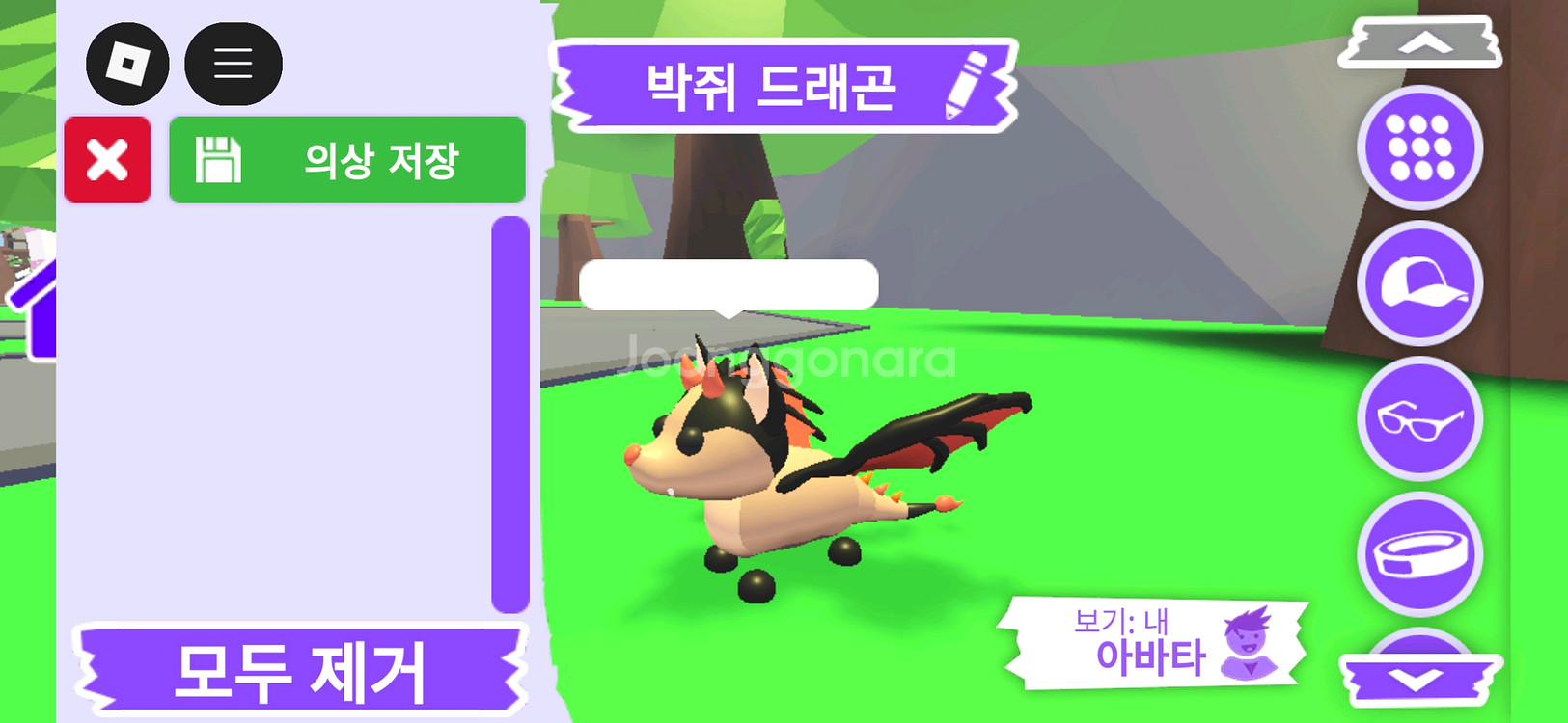 입양하세요 펫 박쥐 드래곤(박드)판매합니다--1