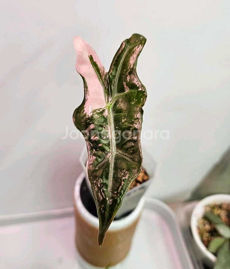 알로카시아 노빌리스 핑크화이트바리--0