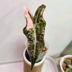 알로카시아 노빌리스 핑크화이트바리