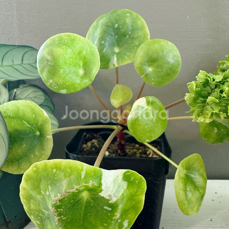 희귀식물 3종 아마빌리스 무늬필레야 페페 엑셀타타 택포--2