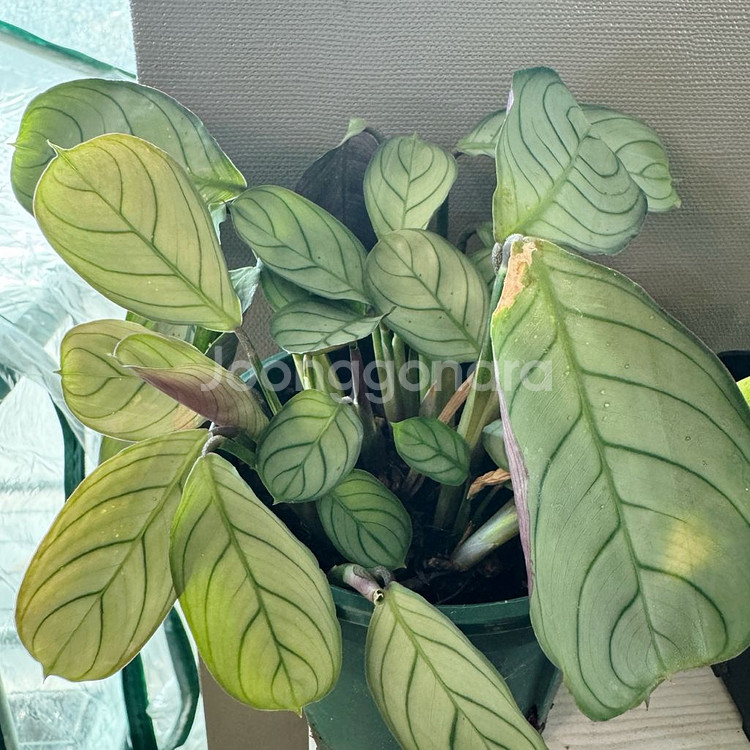 희귀식물 3종 아마빌리스 무늬필레야 페페 엑셀타타 택포--1