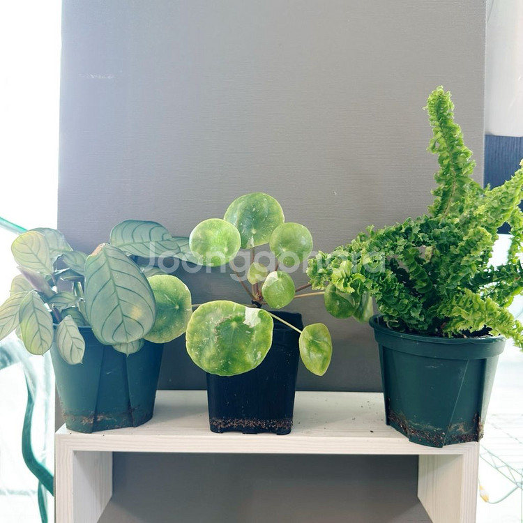 희귀식물 3종 아마빌리스 무늬필레야 페페 엑셀타타 택포--0