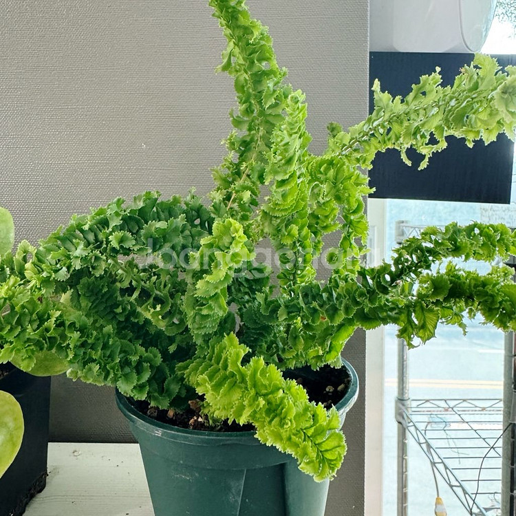 희귀식물 3종 아마빌리스 무늬필레야 페페 엑셀타타 택포--3