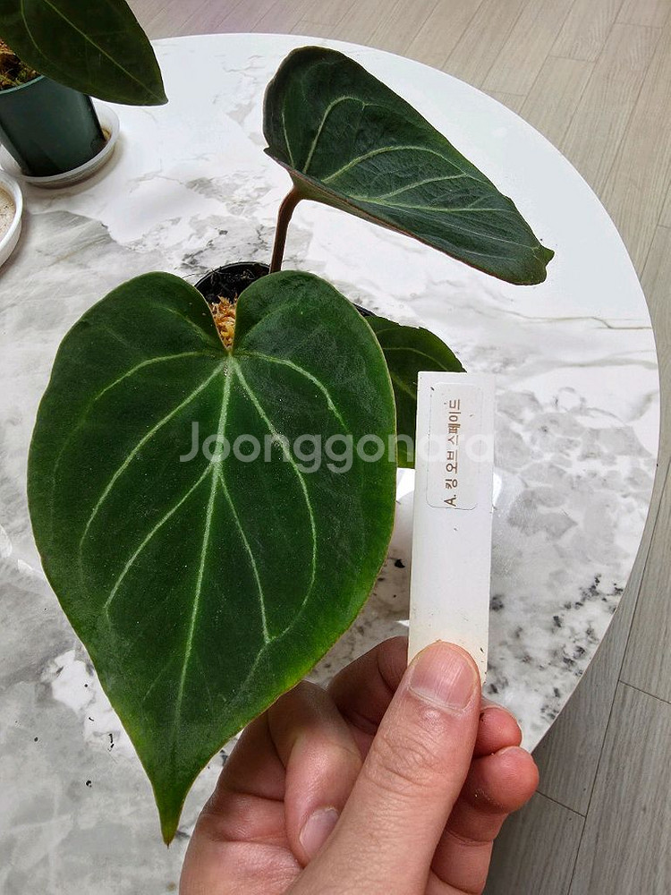 안스리움 킹오스(킹오브스페이드)--0