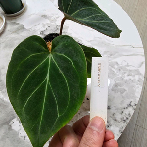 안스리움 킹오스(킹오브스페이드)