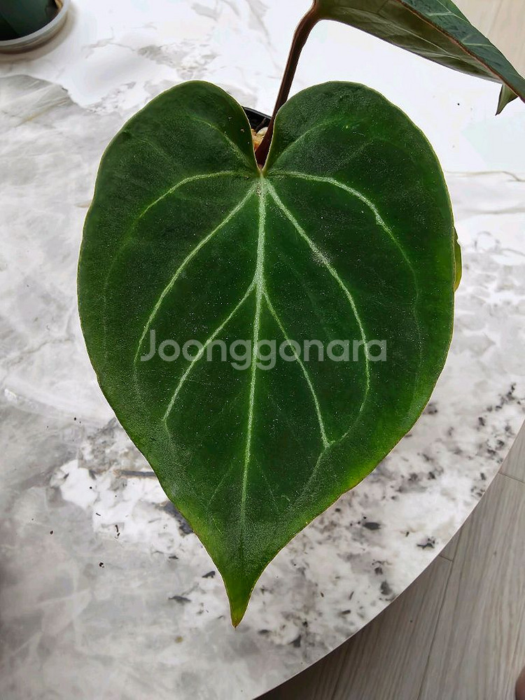 안스리움 킹오스(킹오브스페이드)--1