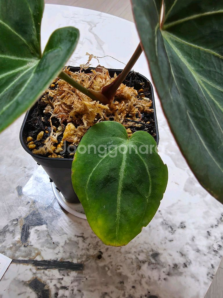 안스리움 킹오스(킹오브스페이드)--3