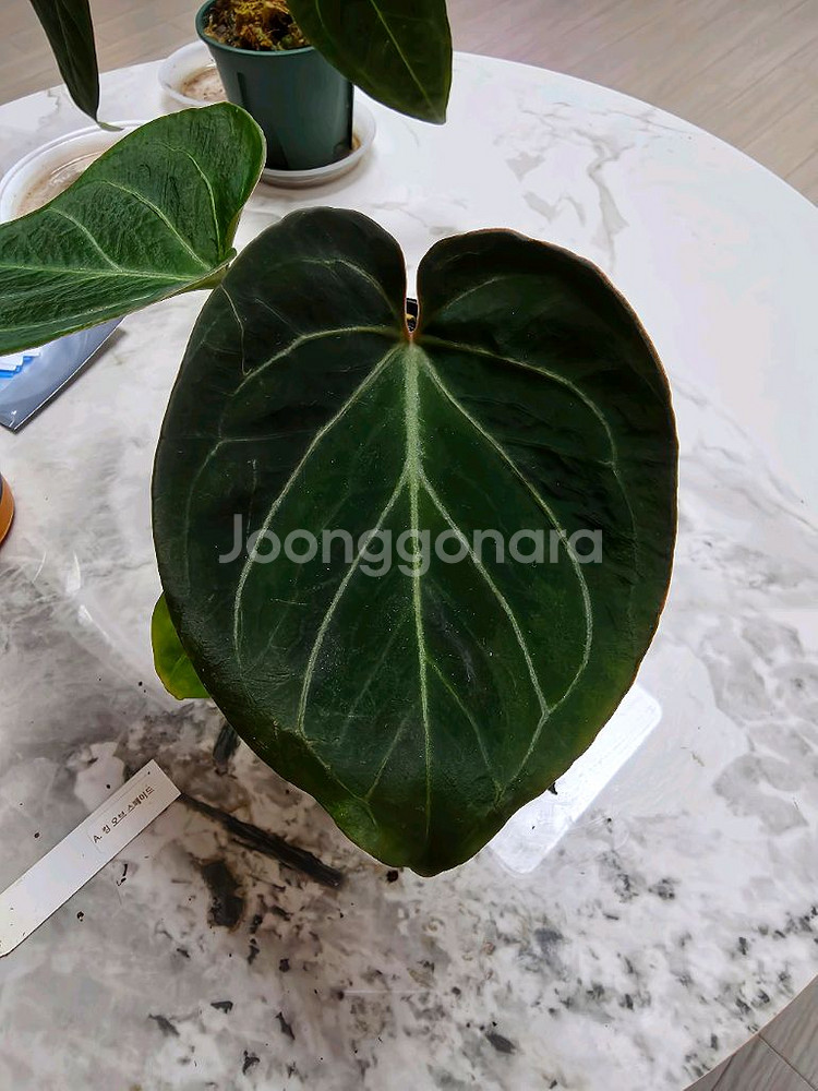 안스리움 킹오스(킹오브스페이드)--2