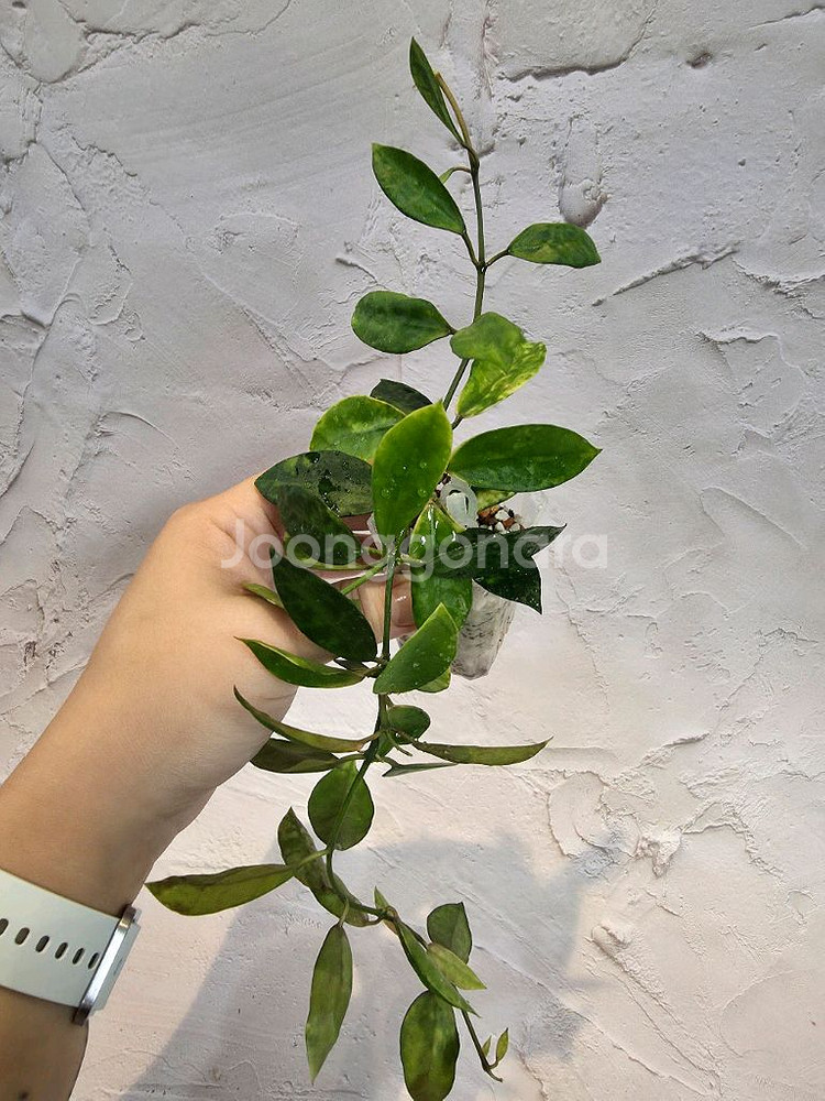 호야 라쿠노사 아마릴로--0