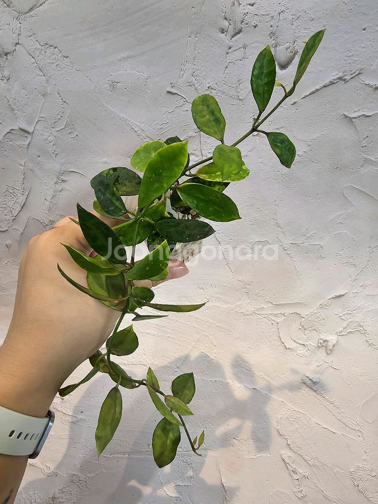호야 라쿠노사 아마릴로--1