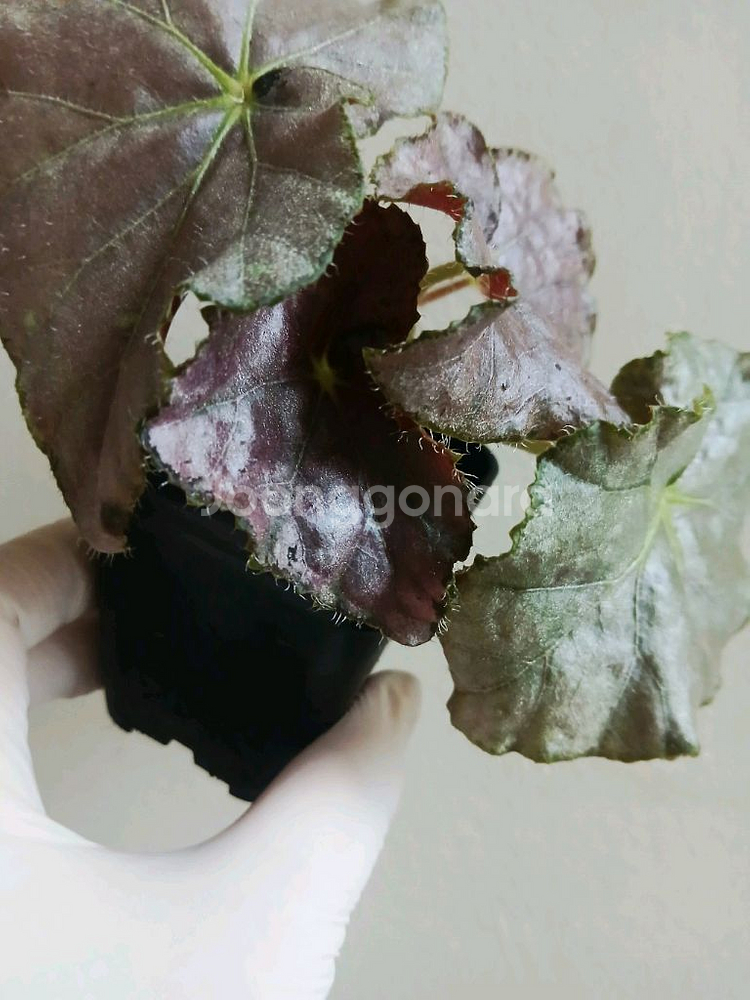 베고니아 라벤더 러블리--1