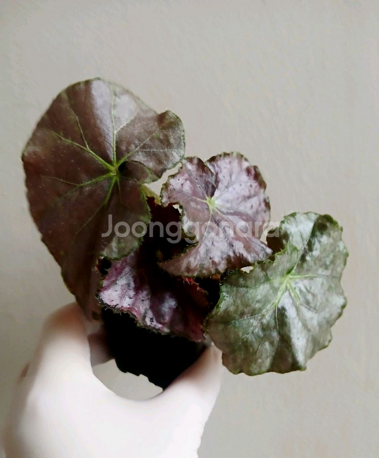 베고니아 라벤더 러블리--0