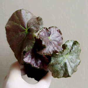 베고니아 라벤더 러블리