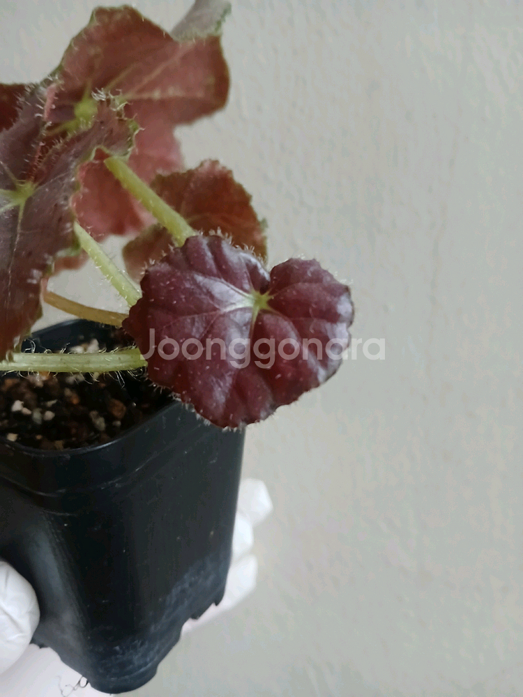 베고니아 라벤더 러블리--2