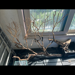 4자 어항 유목 만자니타 판매합니다