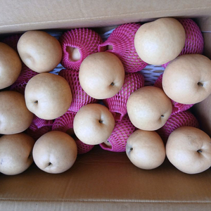 아산 가정용 신고배 팝니다 (택배x 직접무료배달)