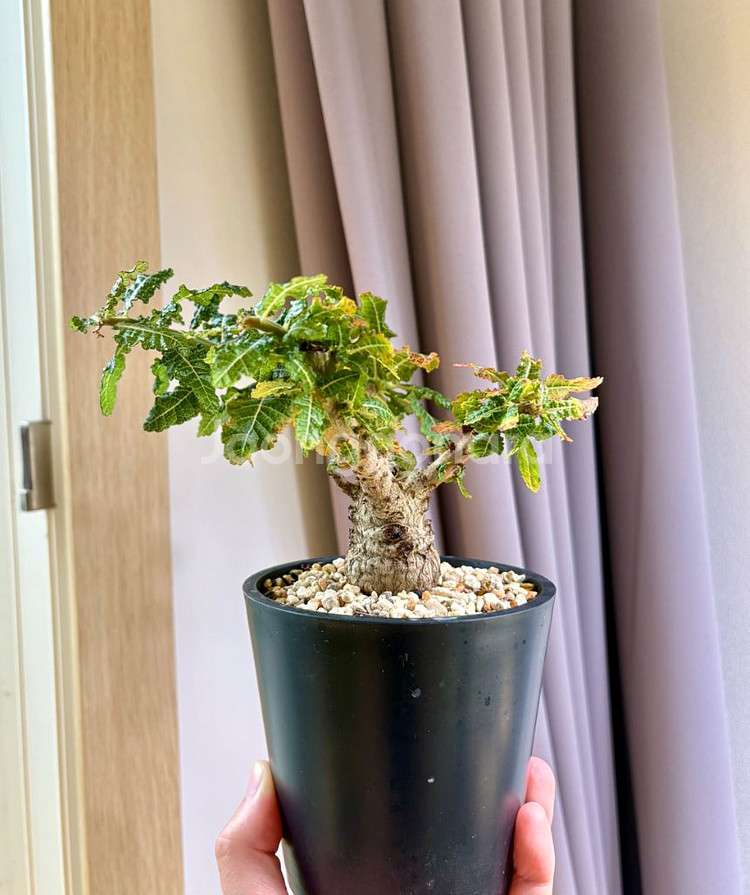 Boswellia nana (코덱스, 아프리카 식물)--0