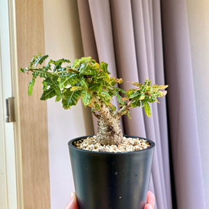 Boswellia nana (코덱스, 아프리카 식물)