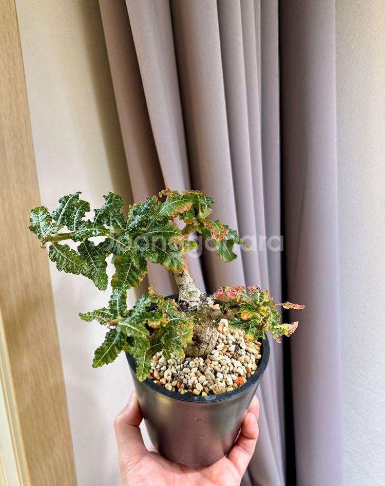 Boswellia nana (코덱스, 아프리카 식물)--2