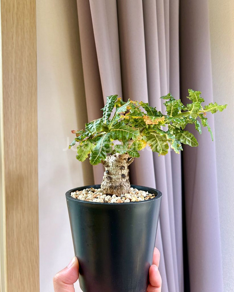 Boswellia nana (코덱스, 아프리카 식물)--1