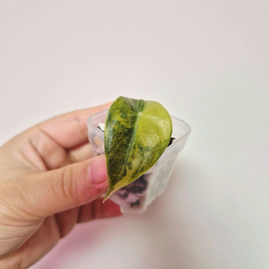 알롸시아 옐로우 나이로비 바리에기타