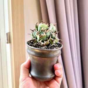 아가베 드워프 (코덱스, 아프리카 식물)