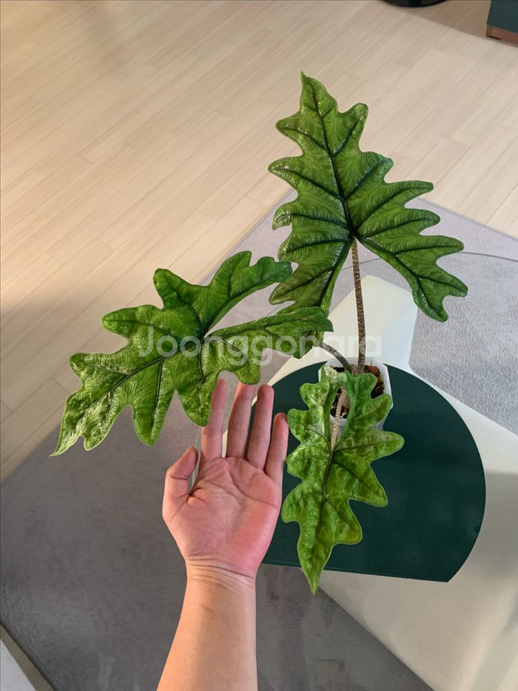 [알로카시아] 미스틱--0