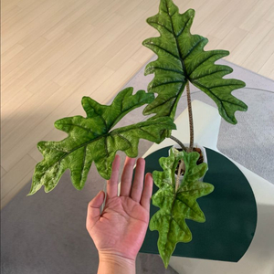 [알로카시아] 미스틱