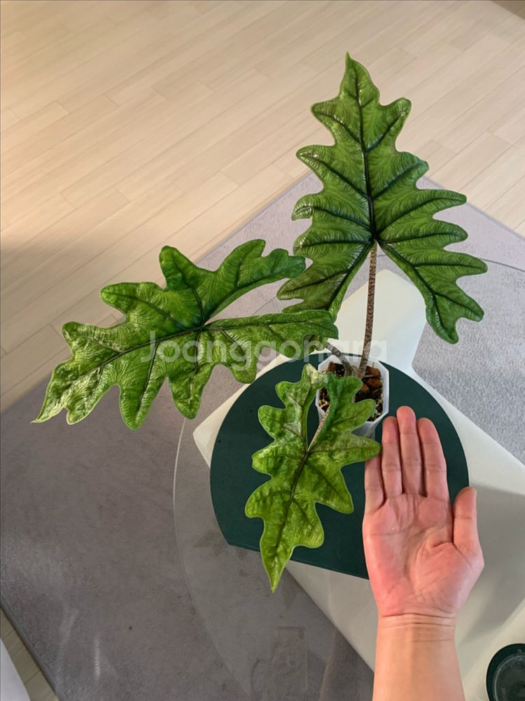 [알로카시아] 미스틱--1