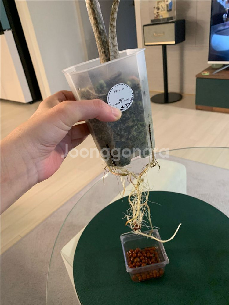 [알로카시아] 미스틱--2