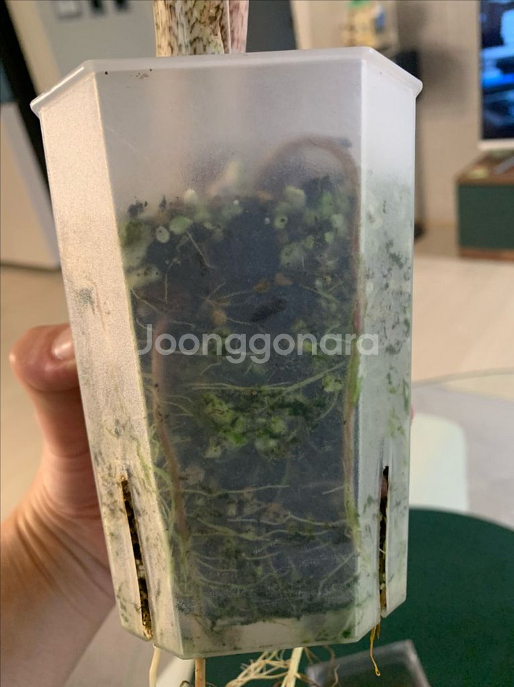 [알로카시아] 미스틱--3